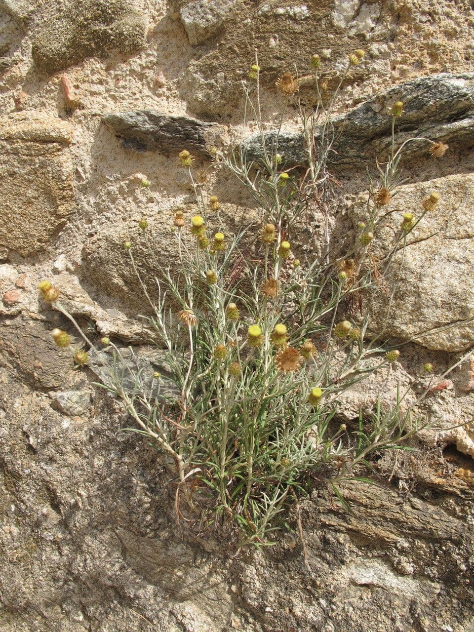 Felsen-Steinimmortelle 14