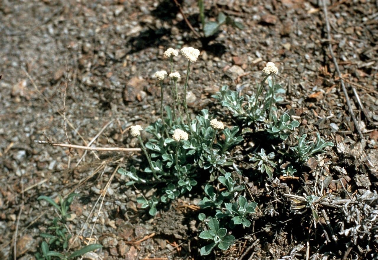 Antennaria virginica