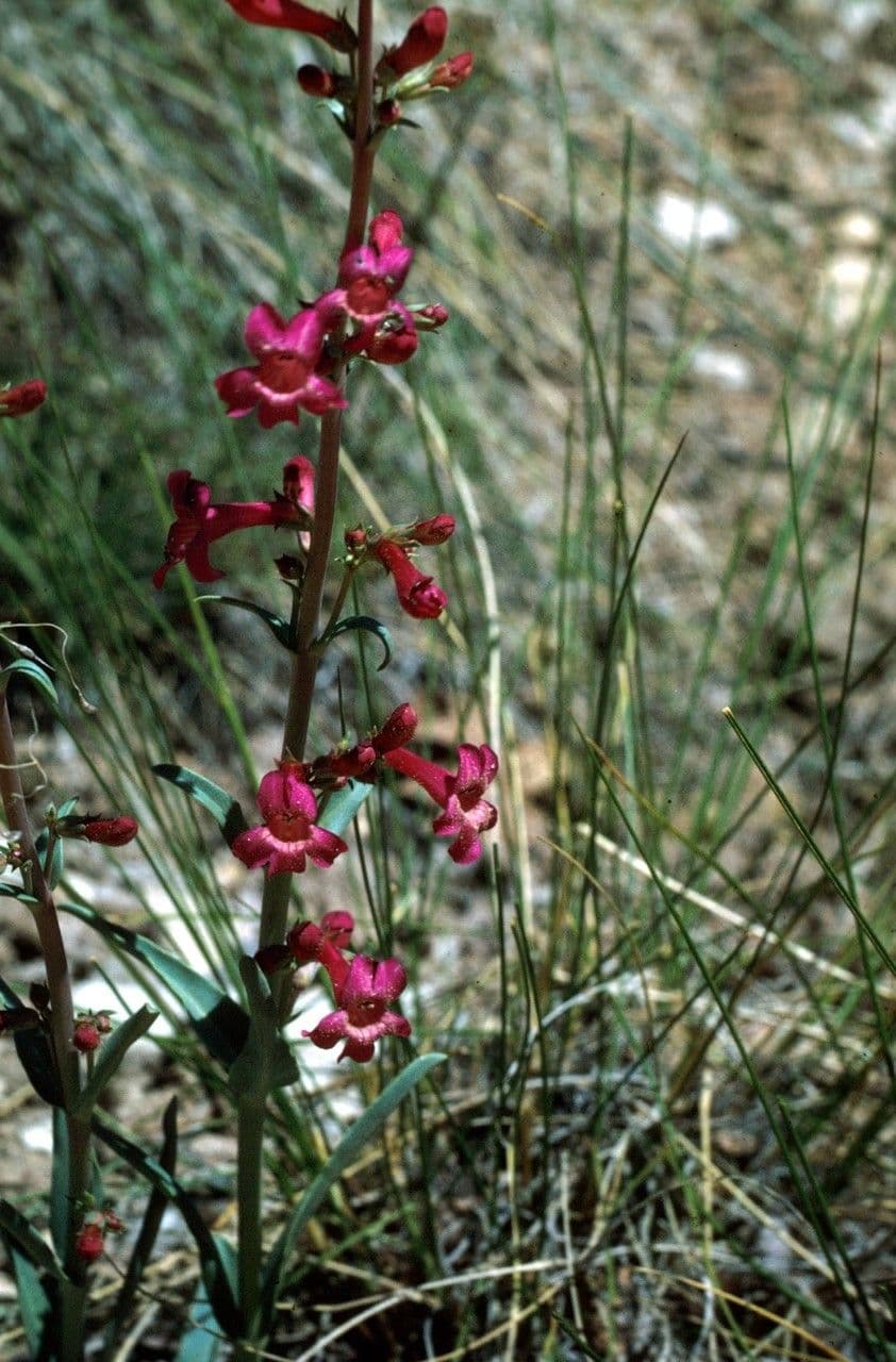 Penstemon utański 6