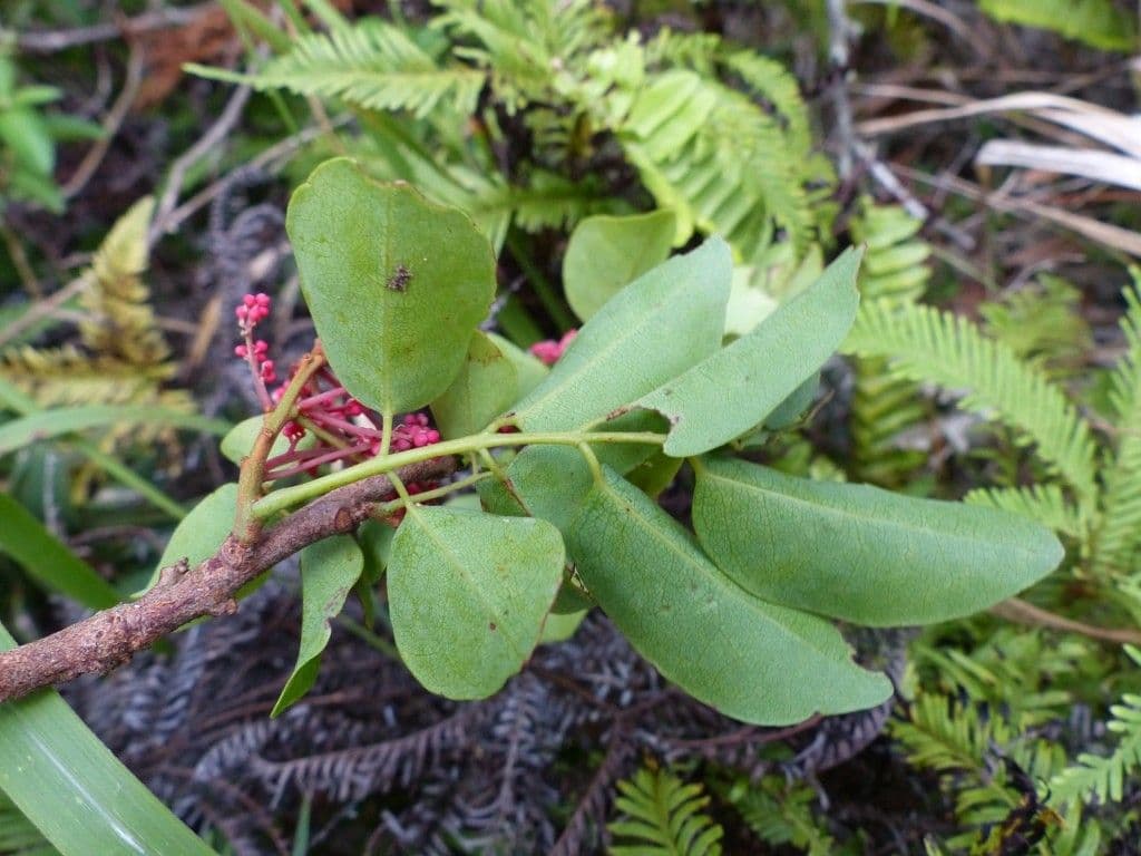 Rourea 2