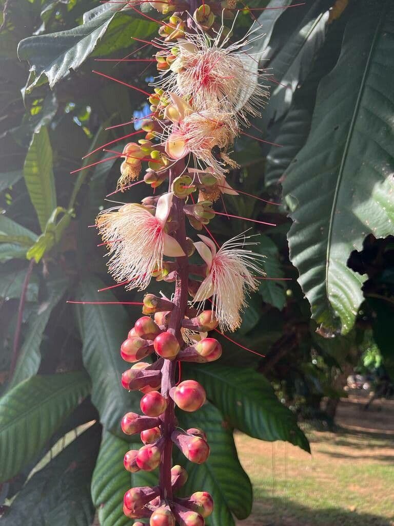 Barringtonia 4