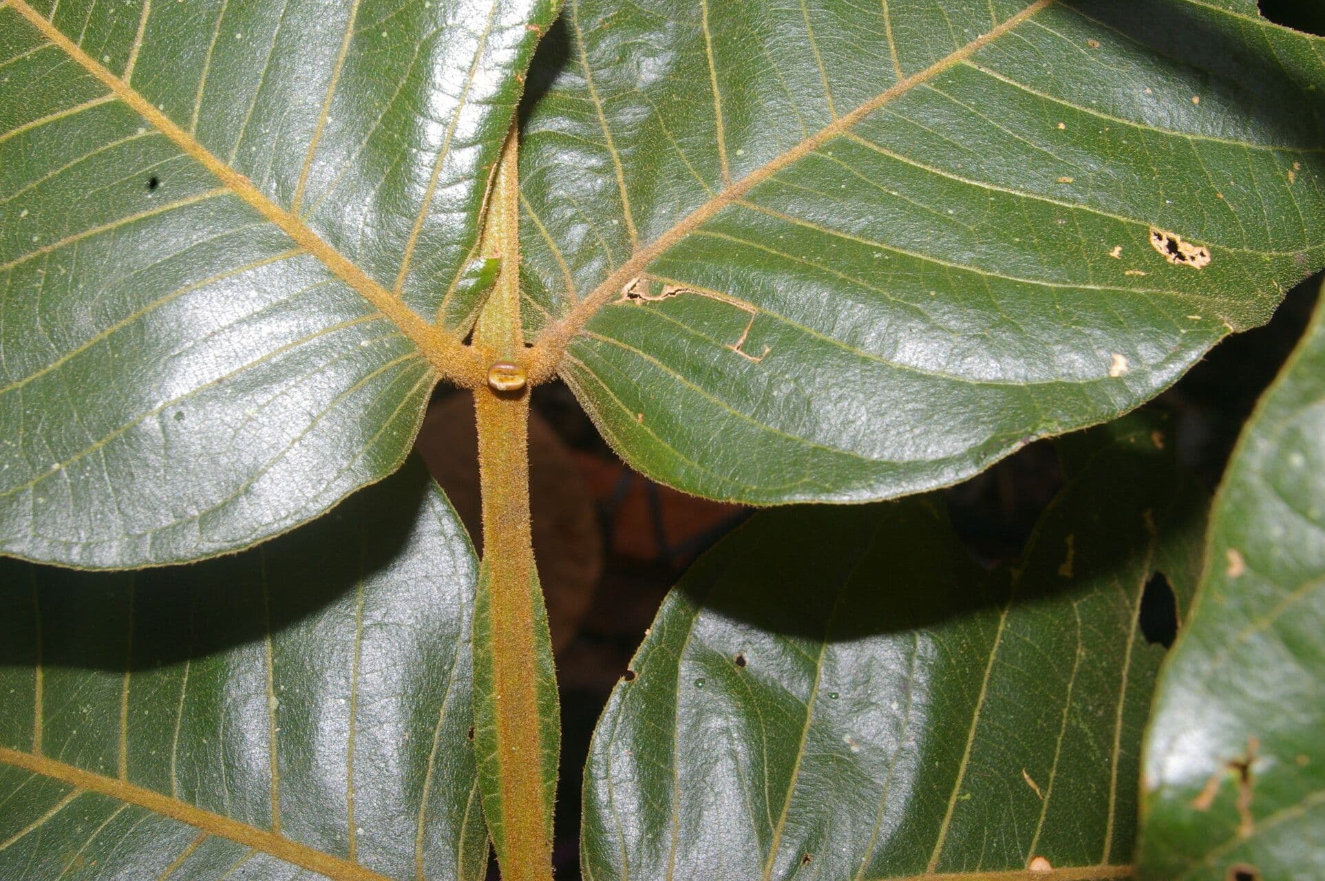 Inga Oersteda 6