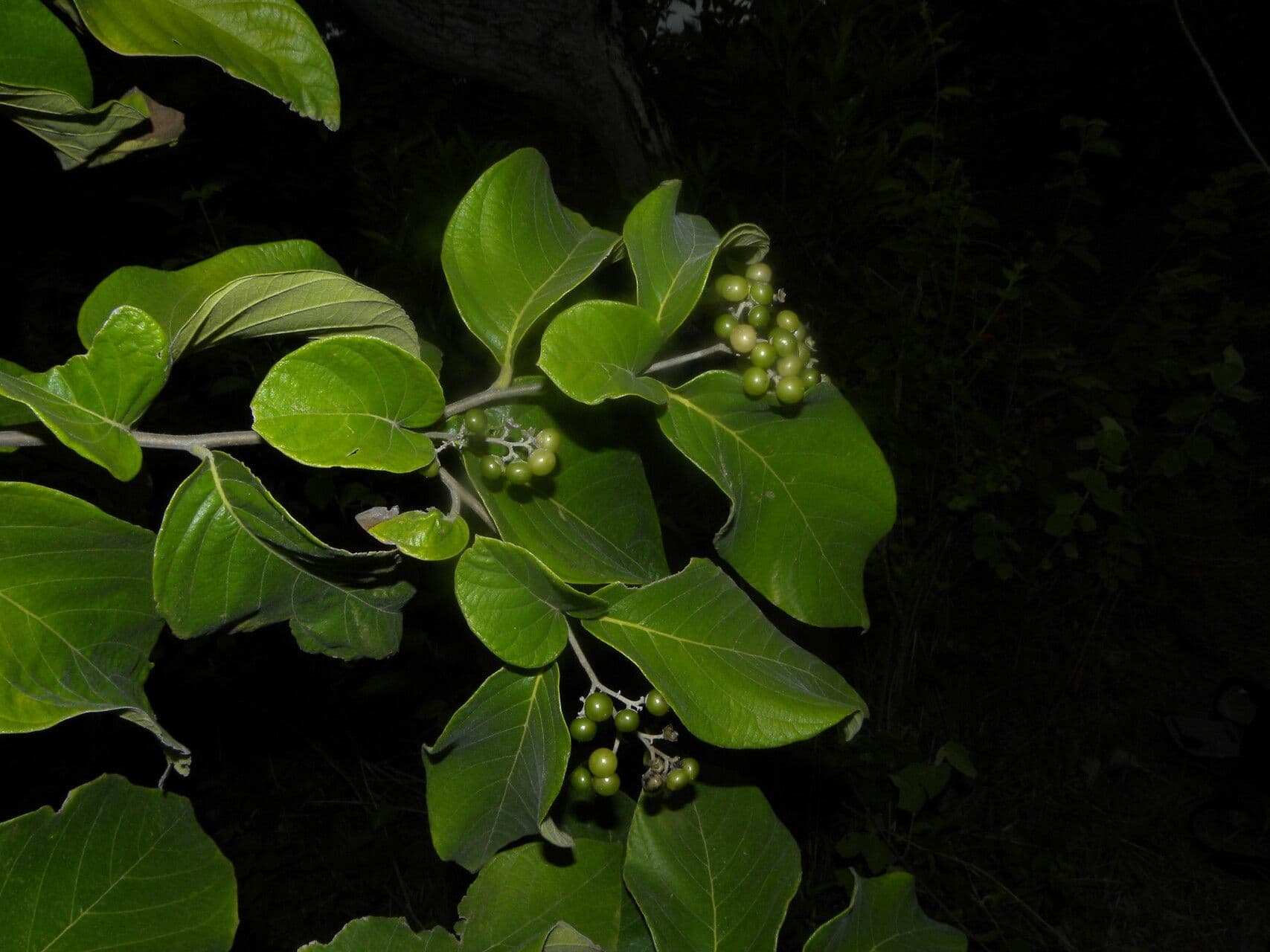 Cordia panamensis 6