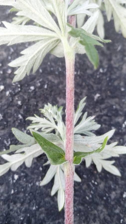 Cincoenrama de primavera 23