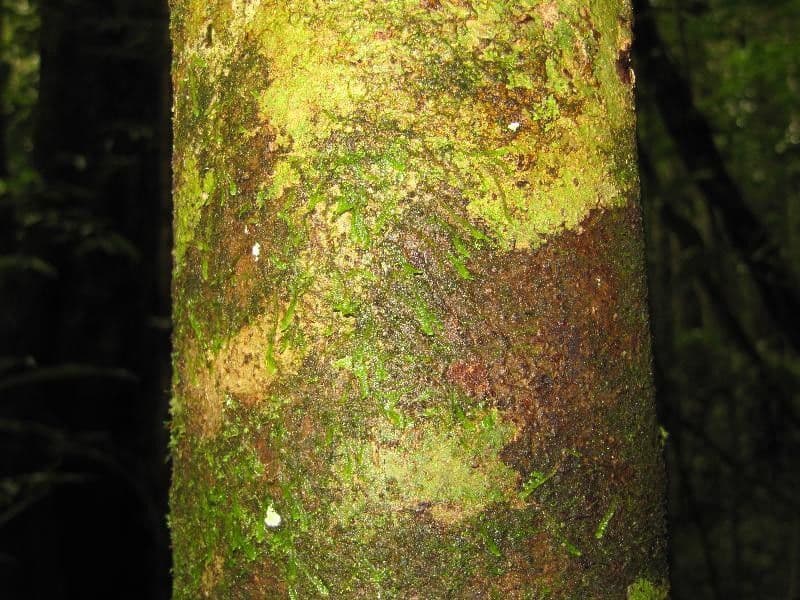 Paloue