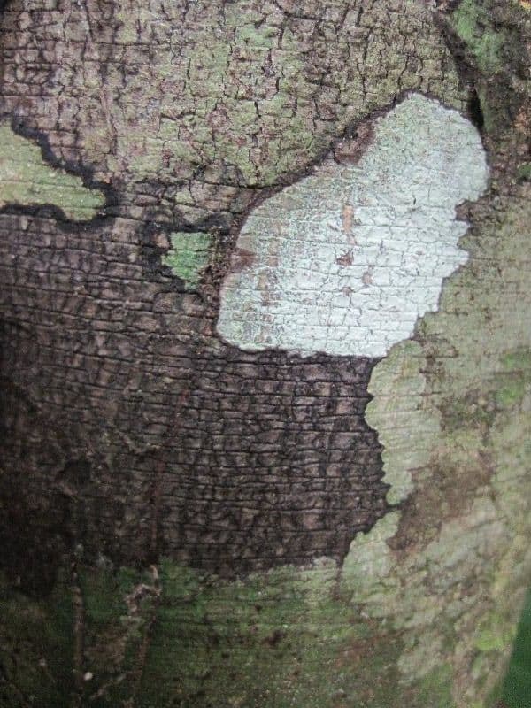Ambelania acida 6