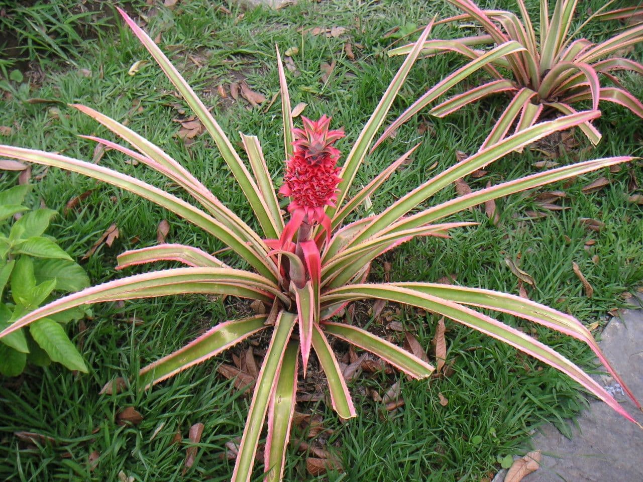 Ananas 14