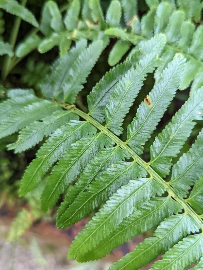 Asplenium 5