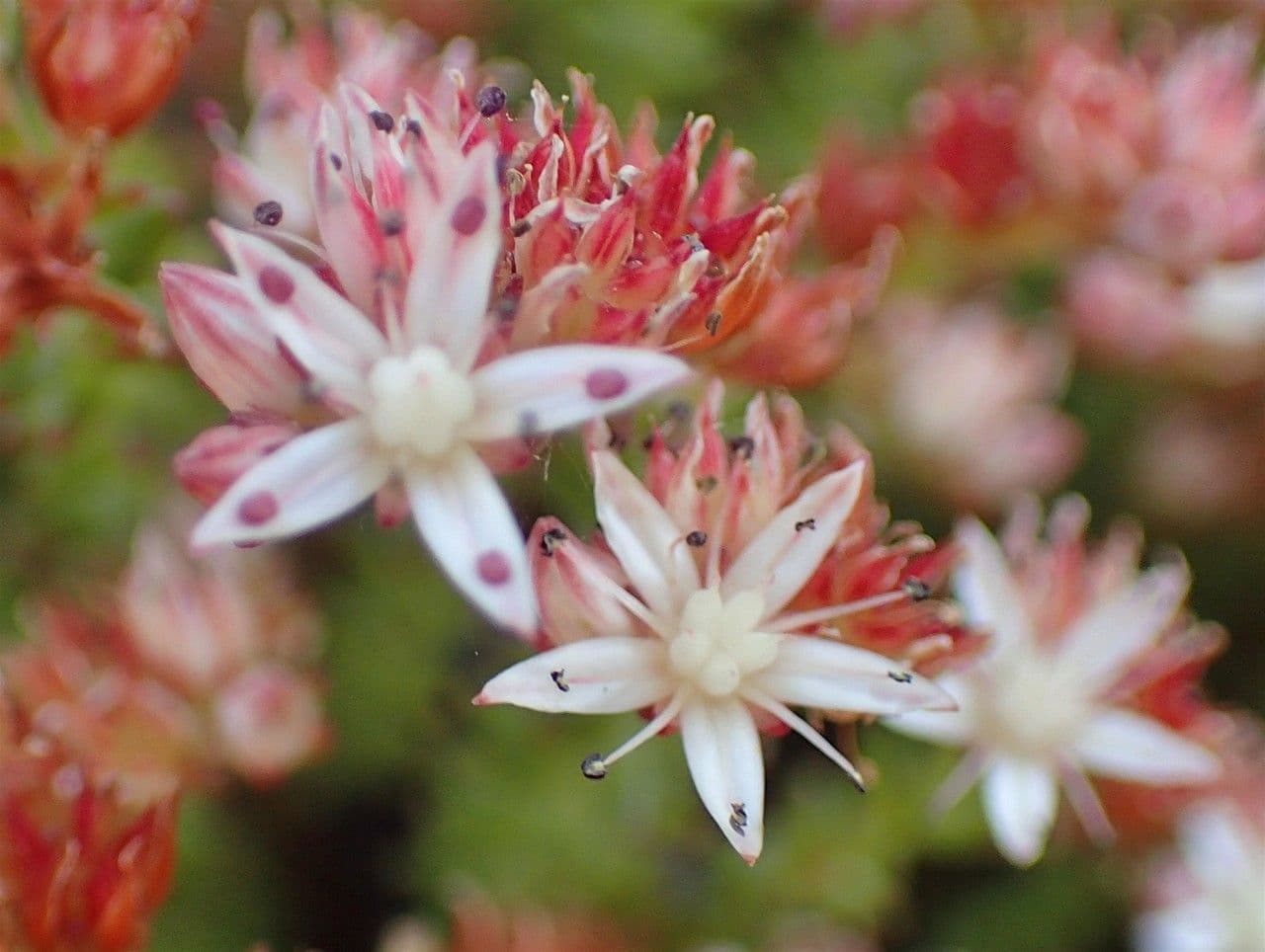 Sedum 3