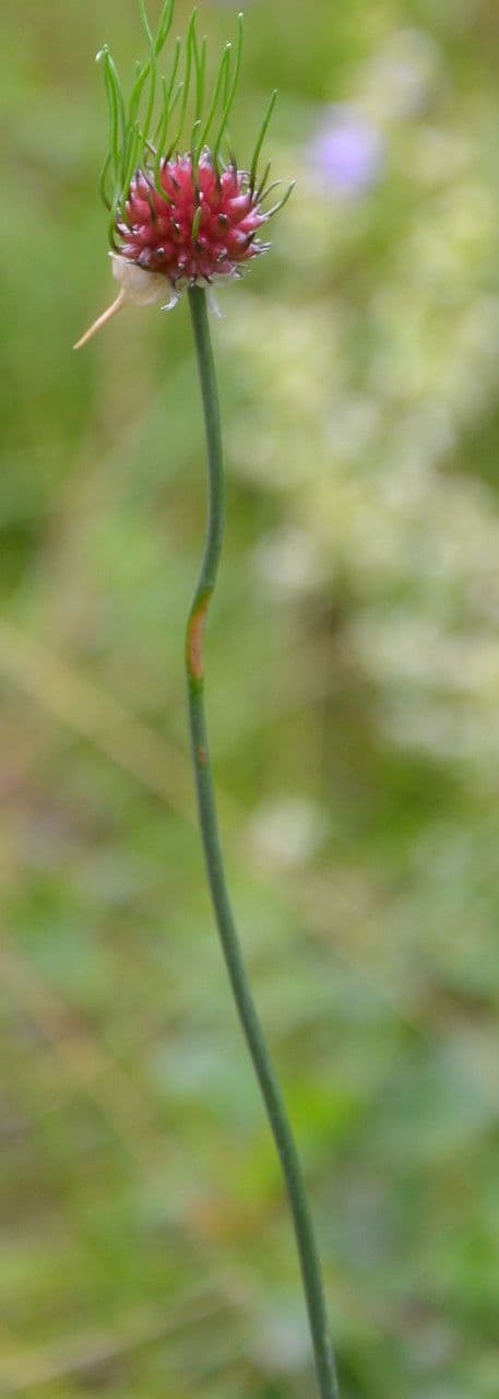 Aglio delle vigne 11