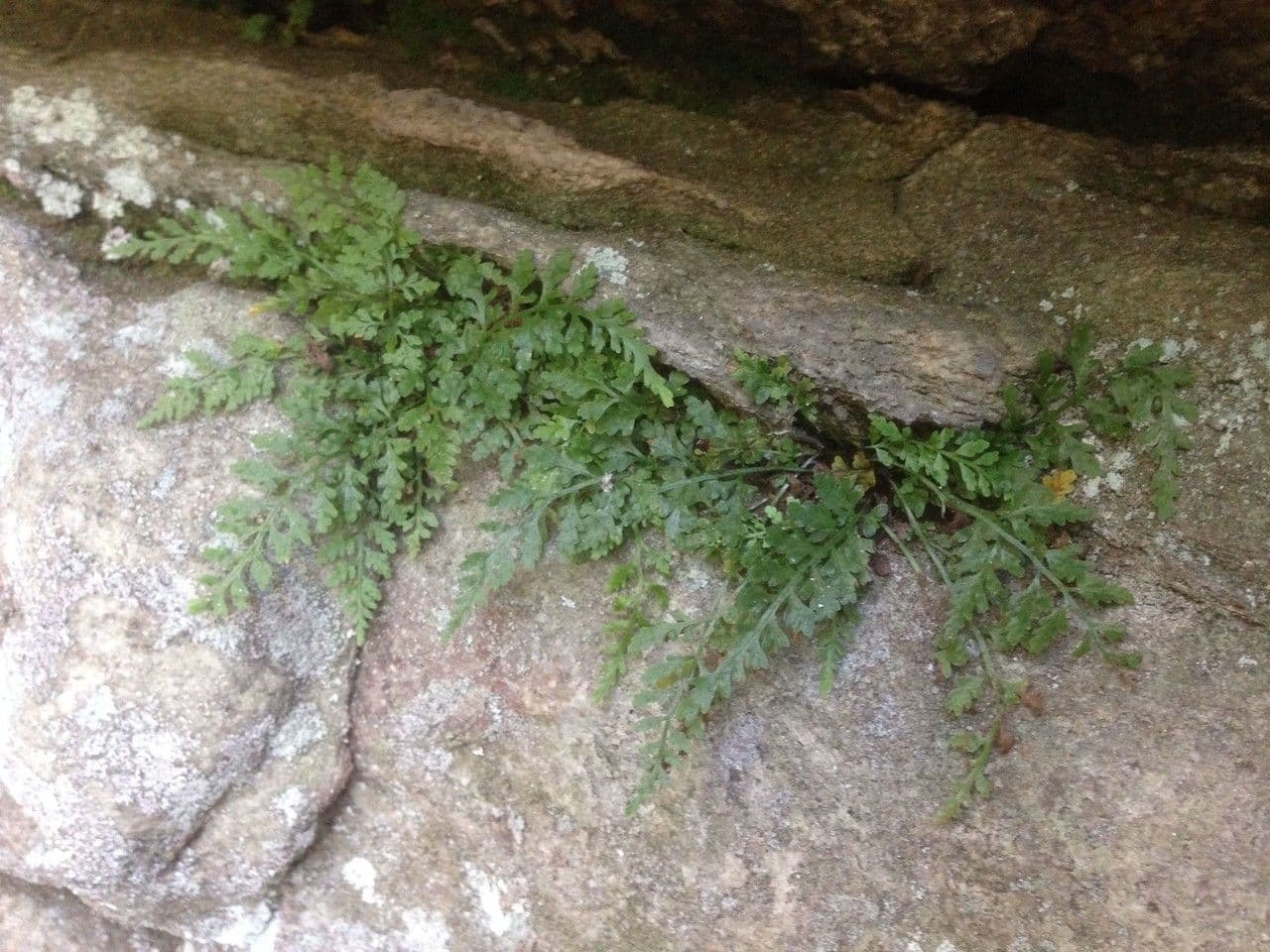 Asplénium de montagne 5