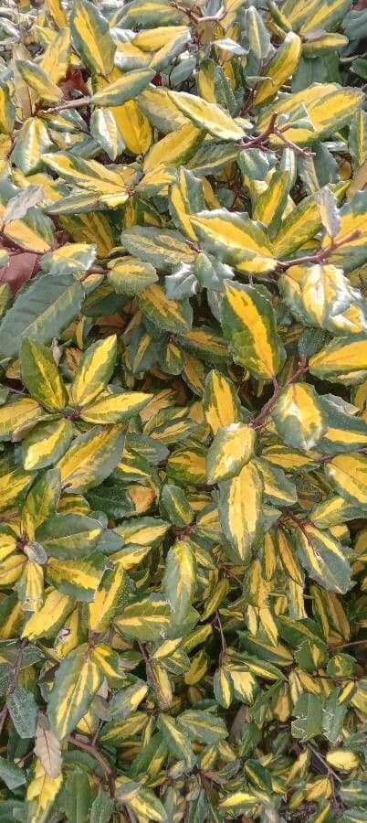 Elaeagnus 13