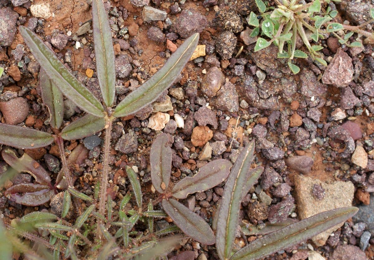 Cleome violacea 16