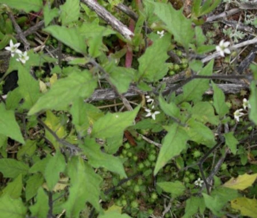 Solanum opacum