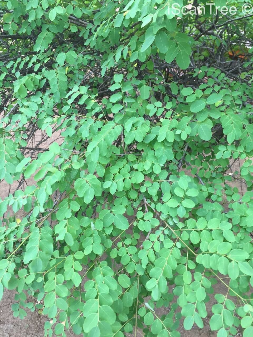 Flueggea 10