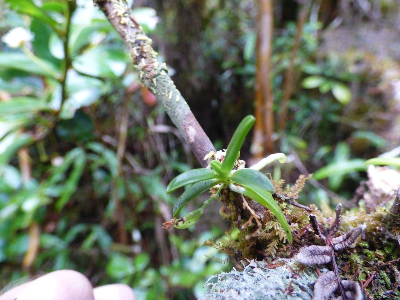 Angraecum snello 2