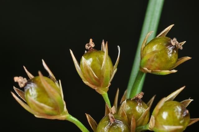 Giunco filiforme 3