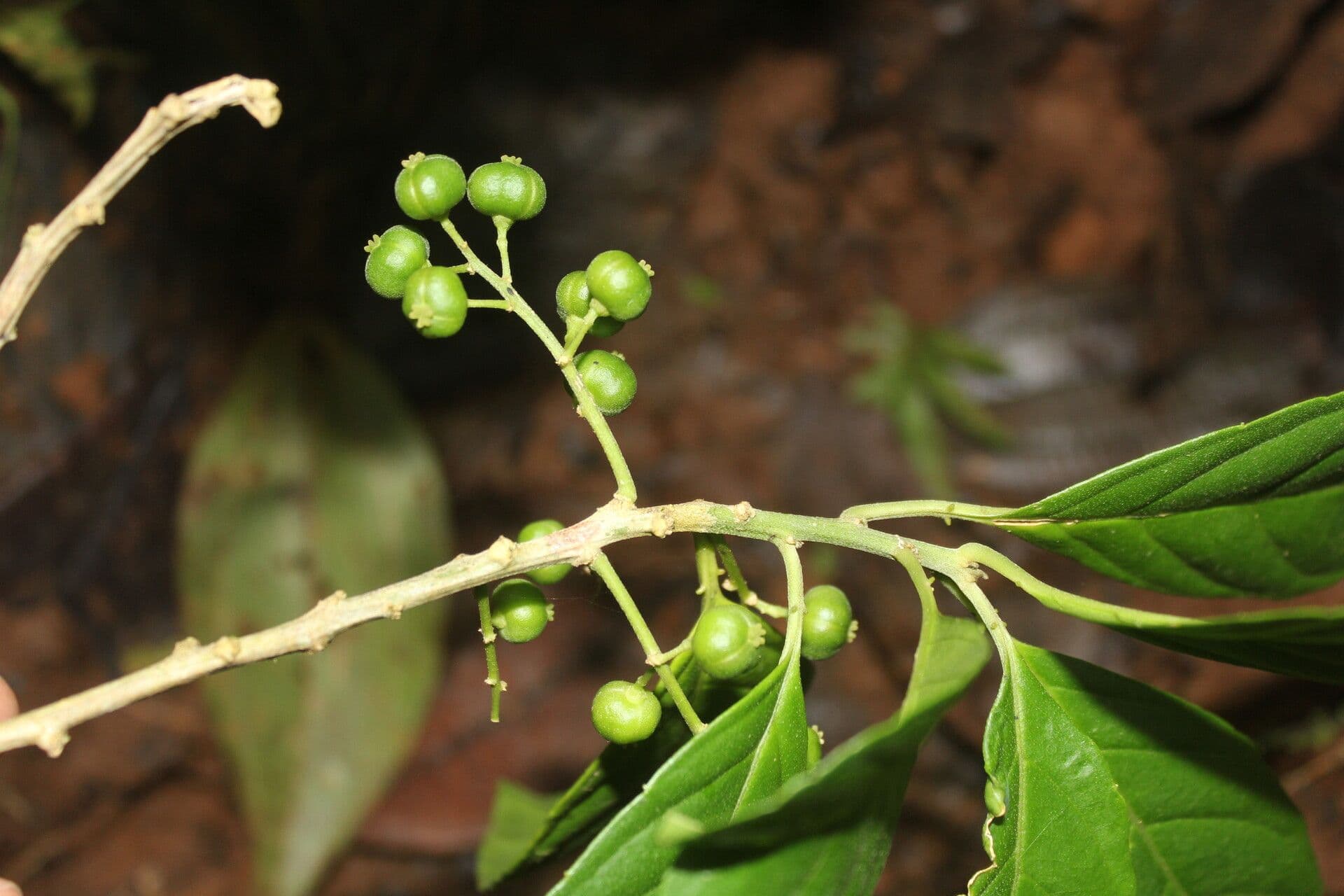 Tetrorchidium 4