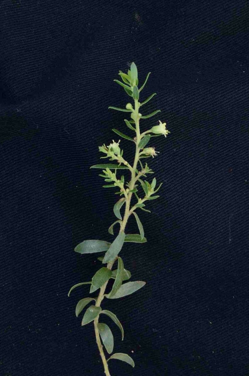 Baccharis dracunculifolia