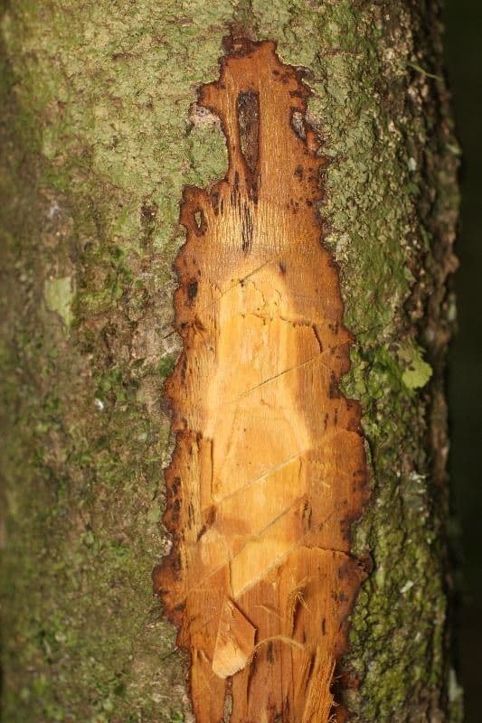 Duguetia calycina 16