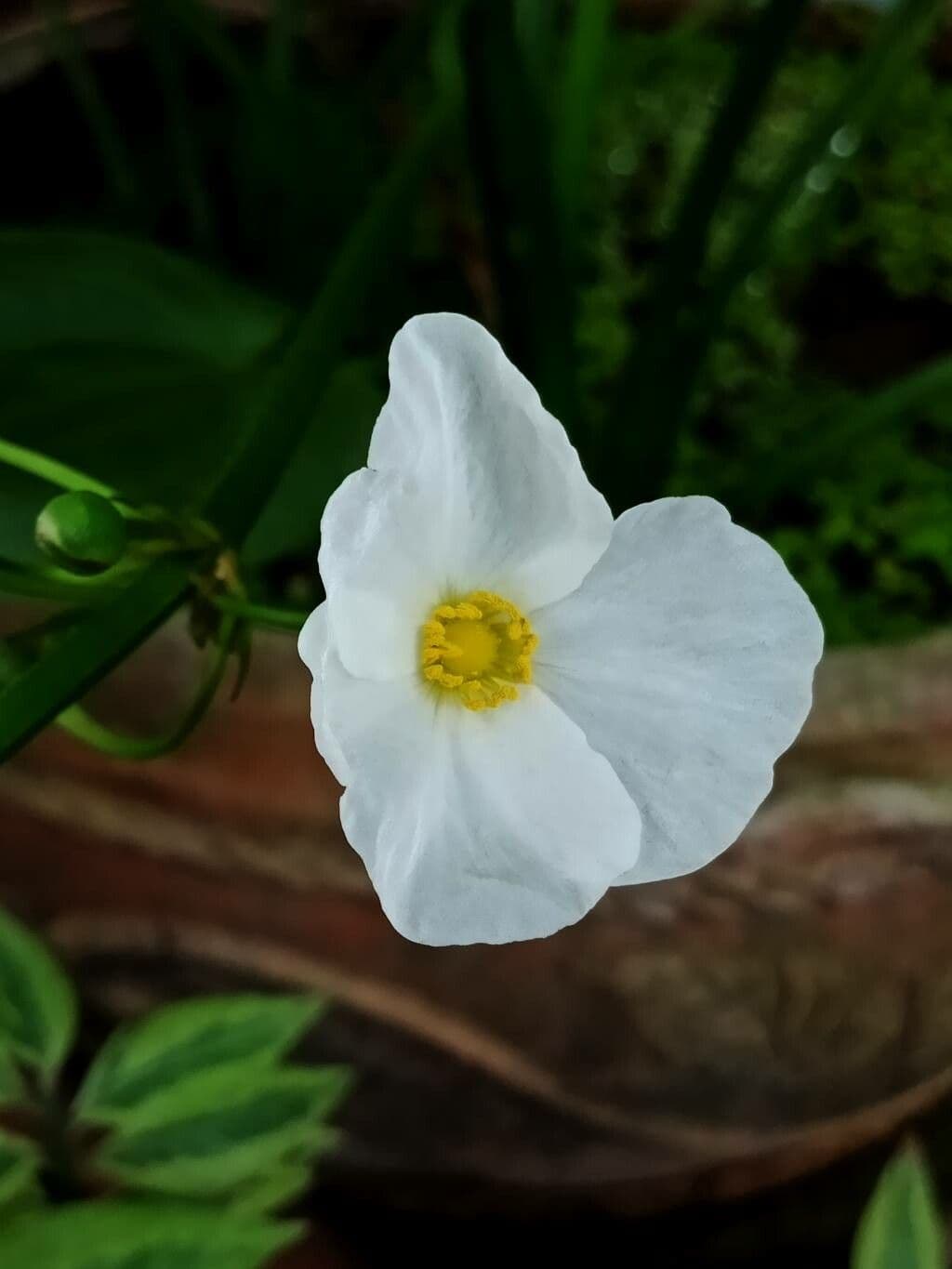 Caldesia parnassifolia 4