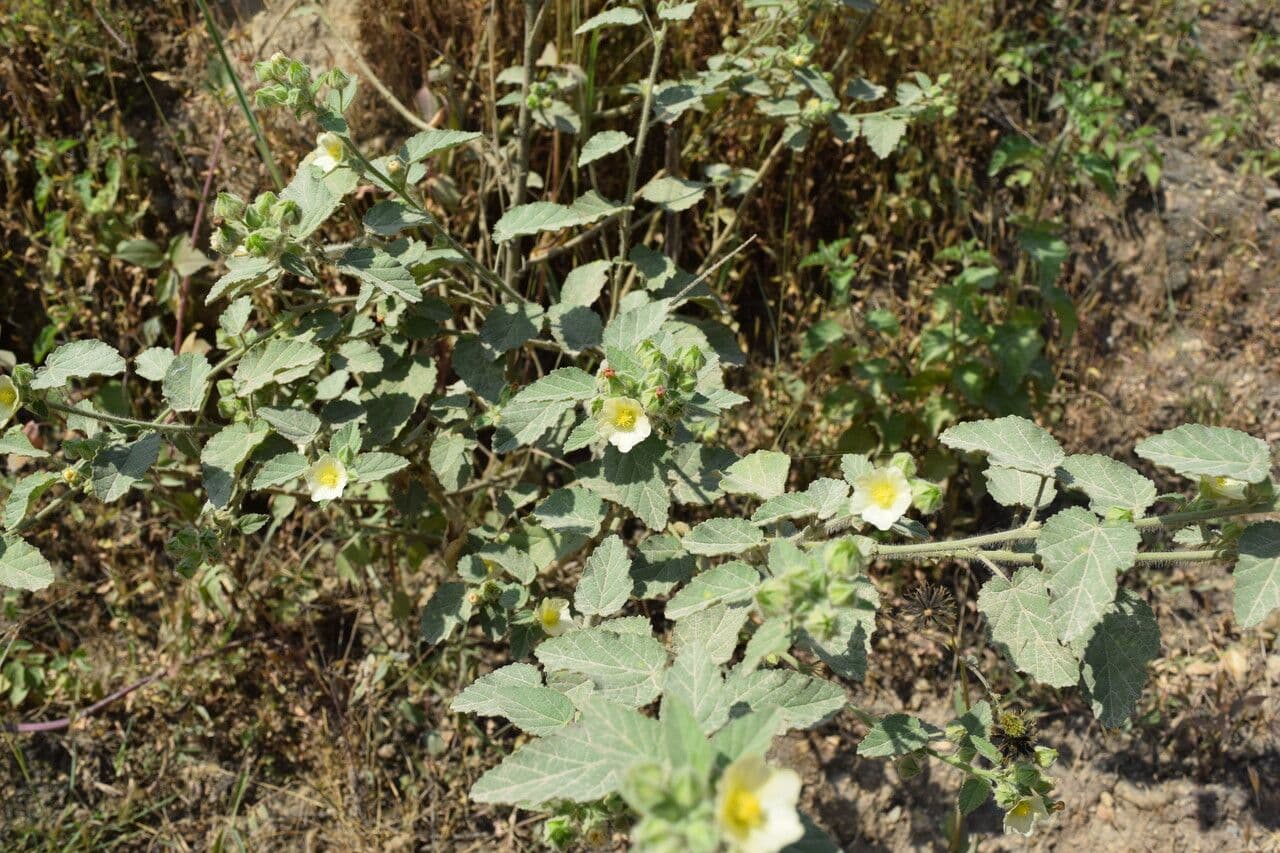Sida cordifolia 13