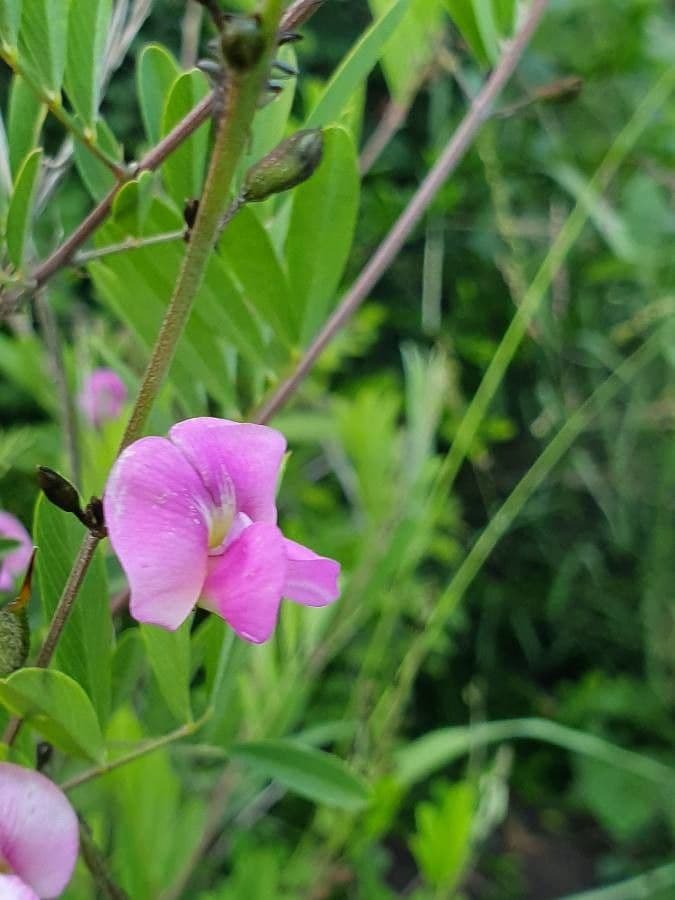 Tephrosia 3