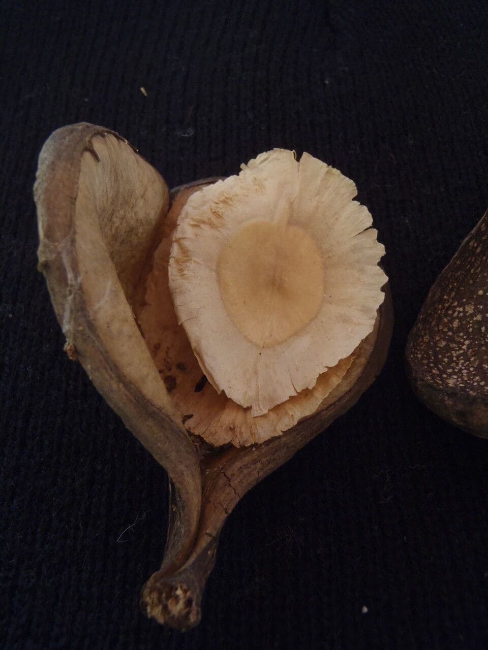 Aspidosperma 3