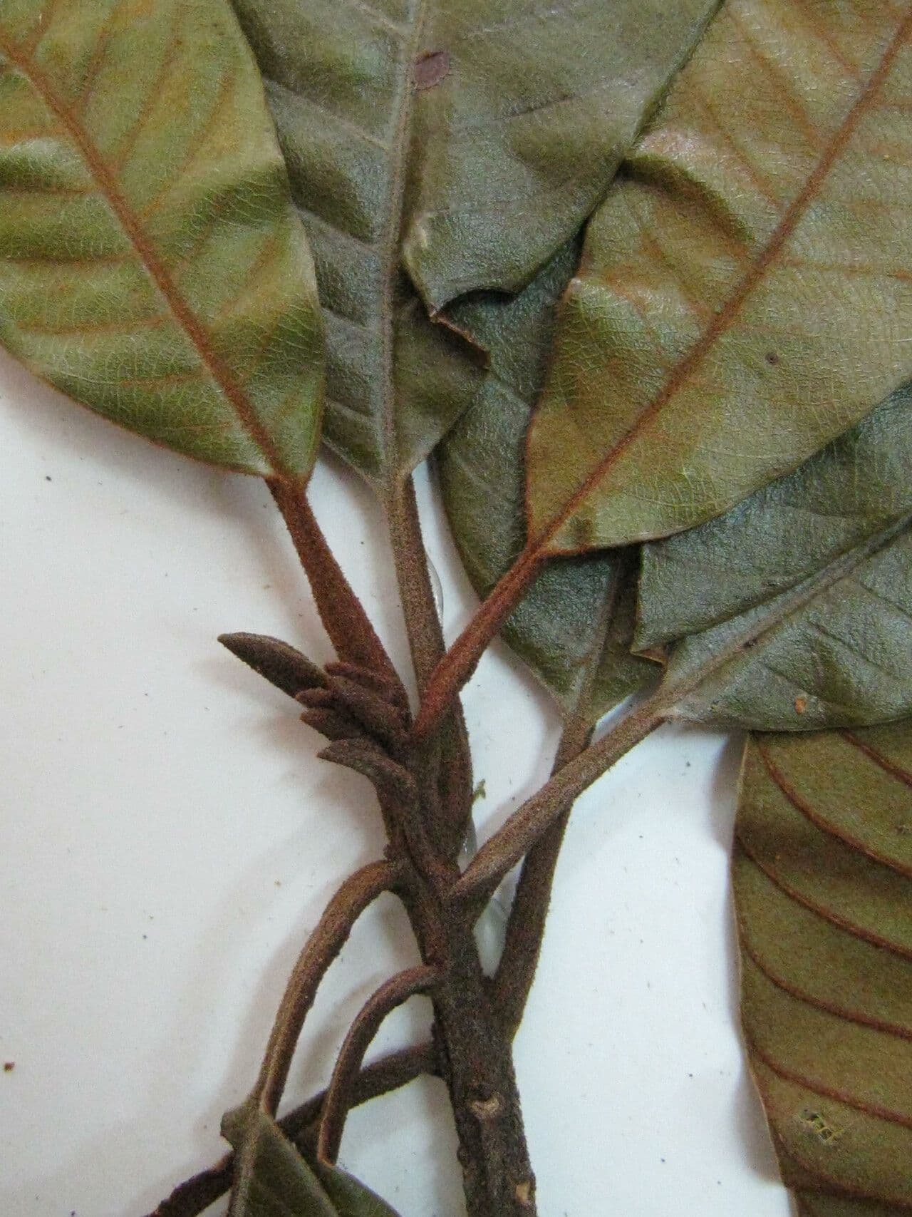 Chrysophyllum 3