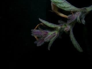Strobilanthes 13