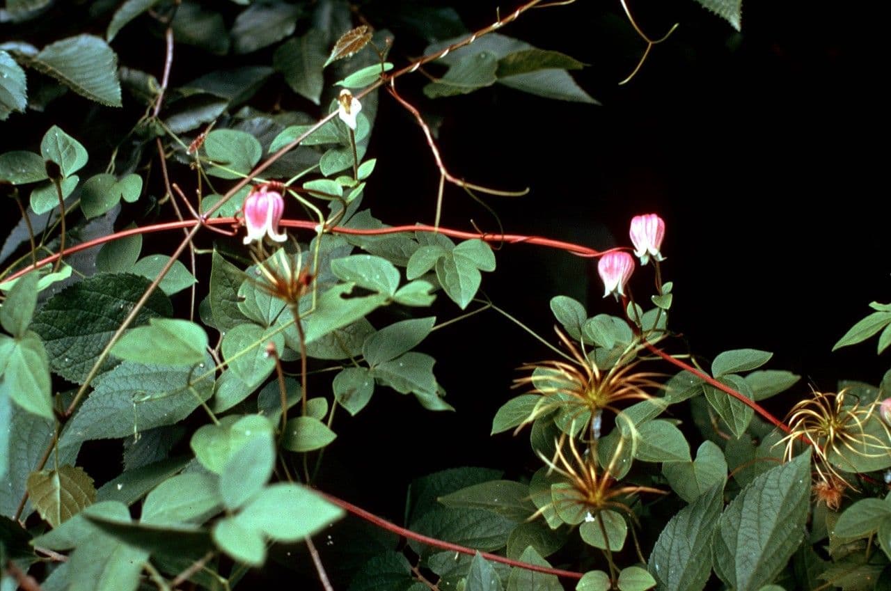 Clematide coriacea 15