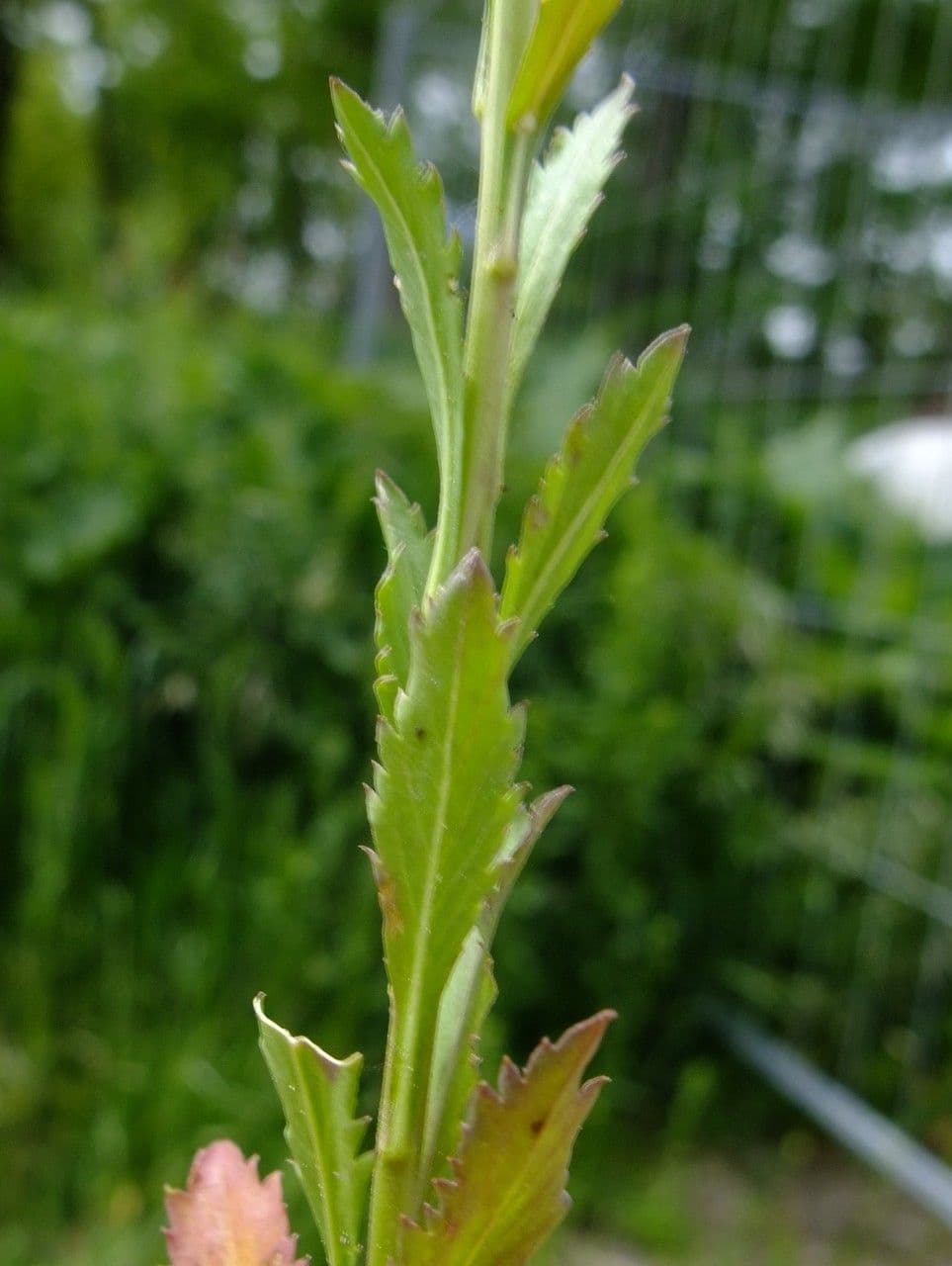 Erba storna comune 25