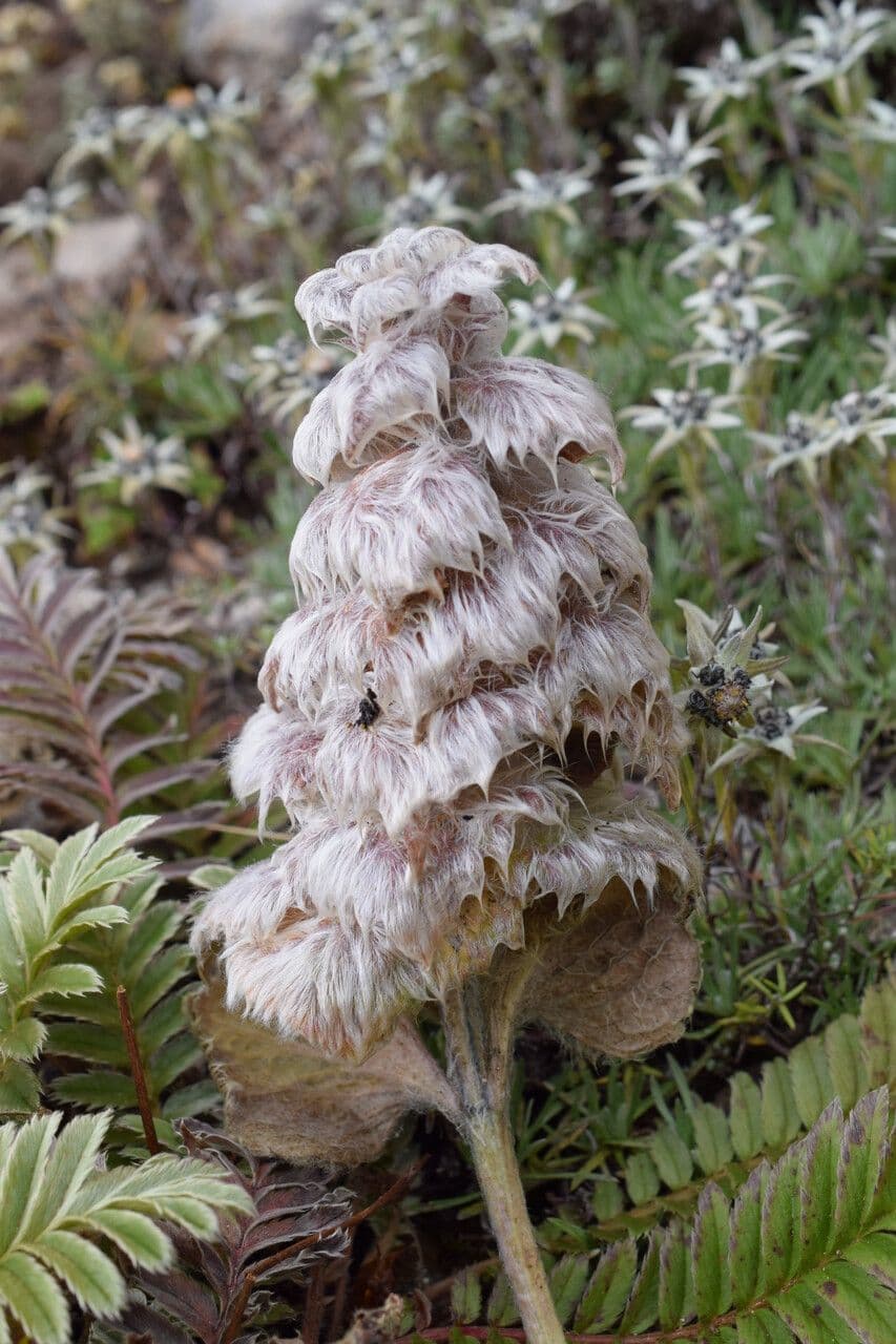 Eriophyton 2