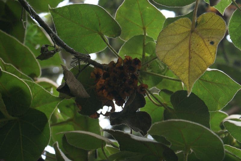 Dombeya