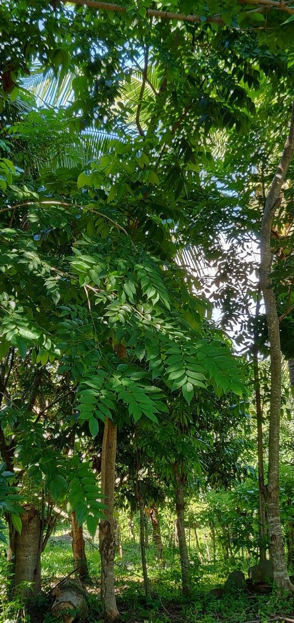 Pterocarpus 11