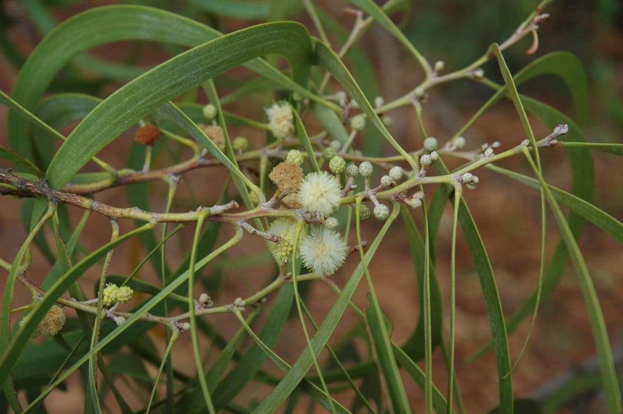 Acacia Koaoha 3