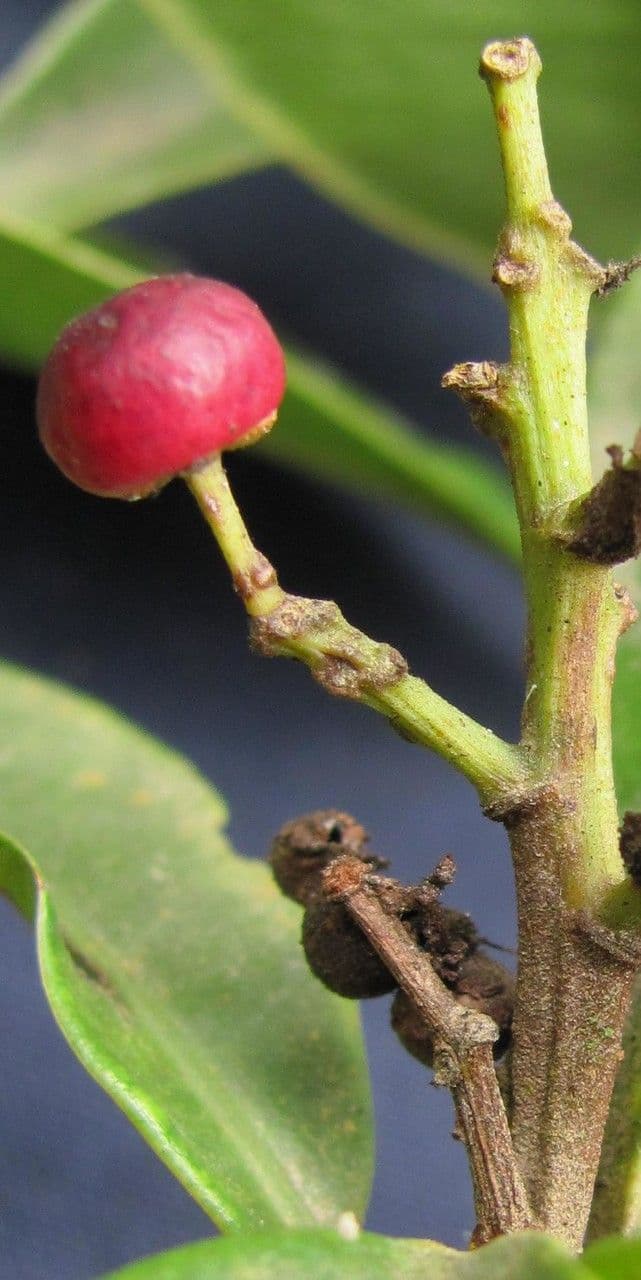 Ardisia escallonioides 3