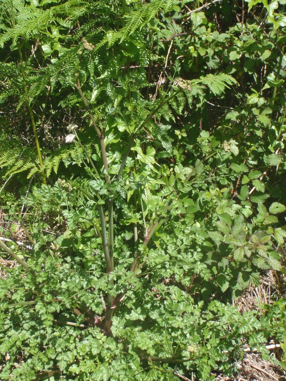 Oenanthe pimpinelloides 19
