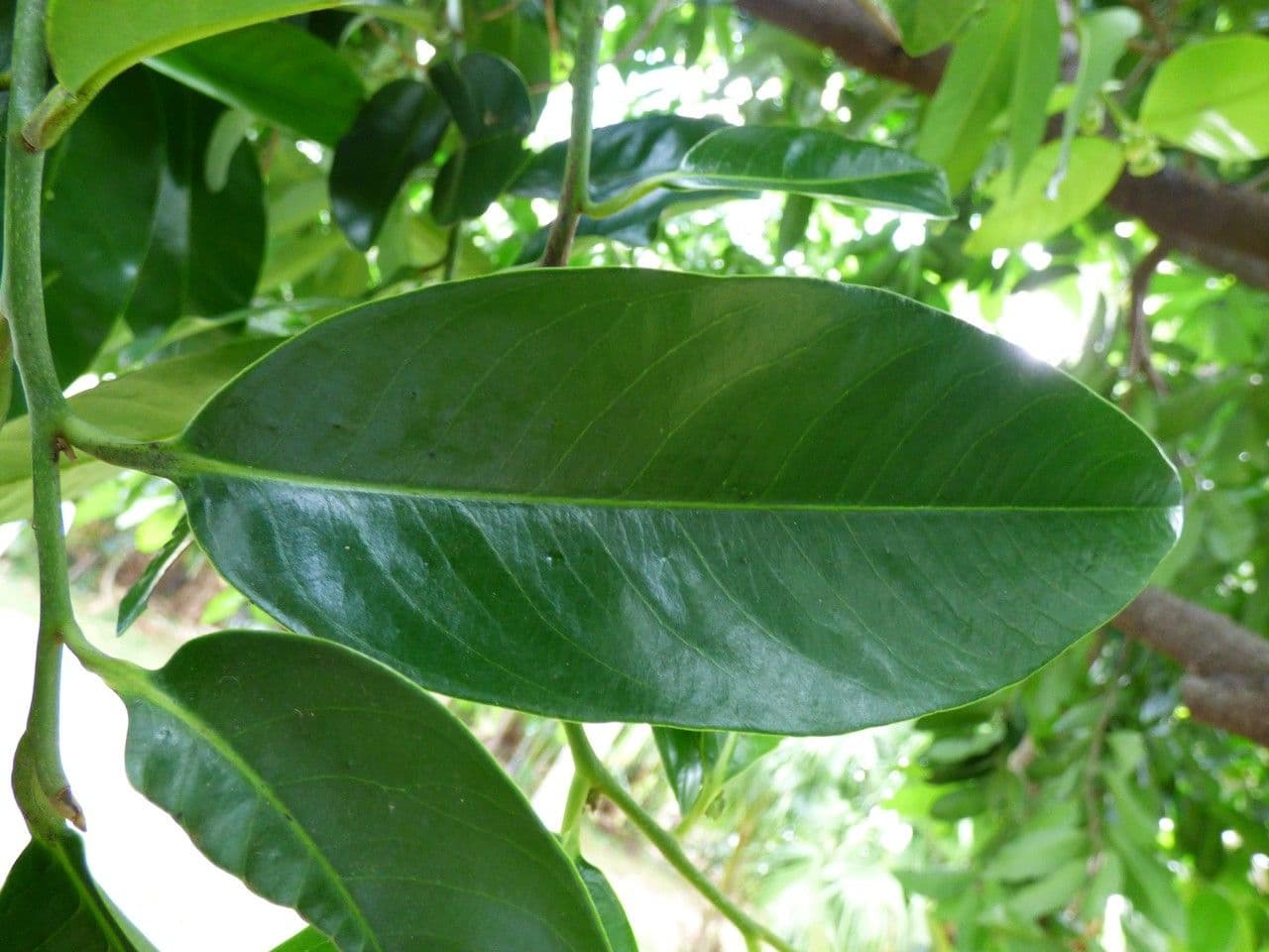 Cachi nero 11