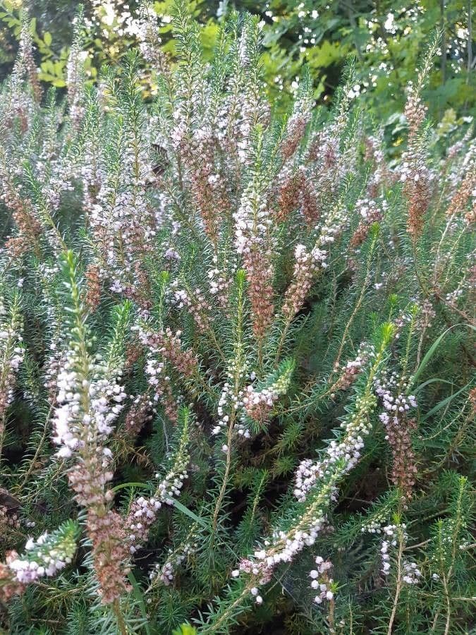 Cornwall-Heide 27