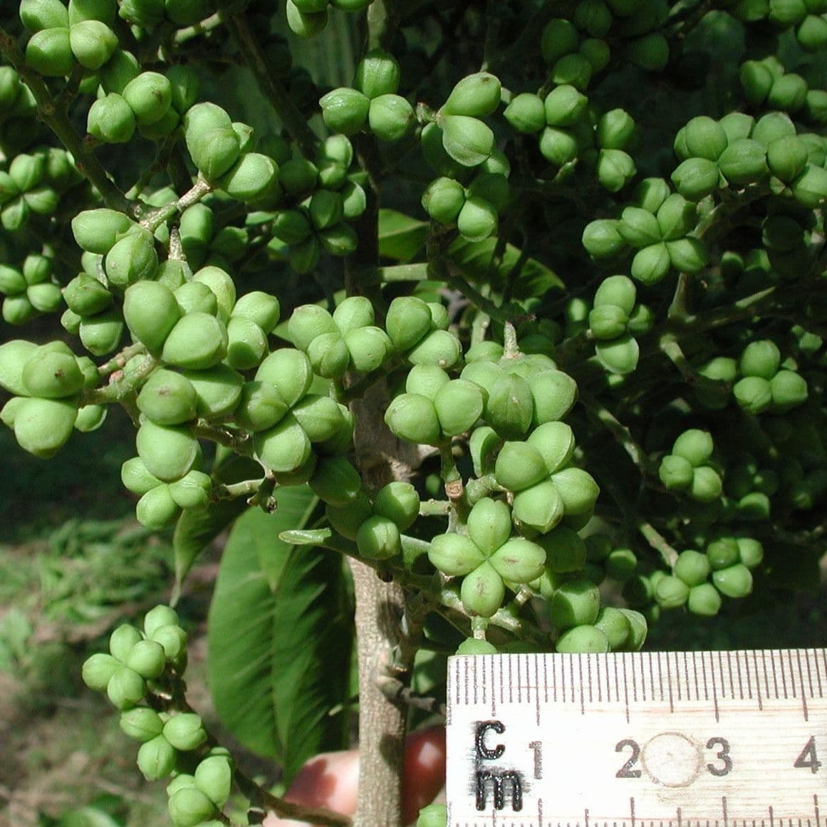 Zanthoxylum 2