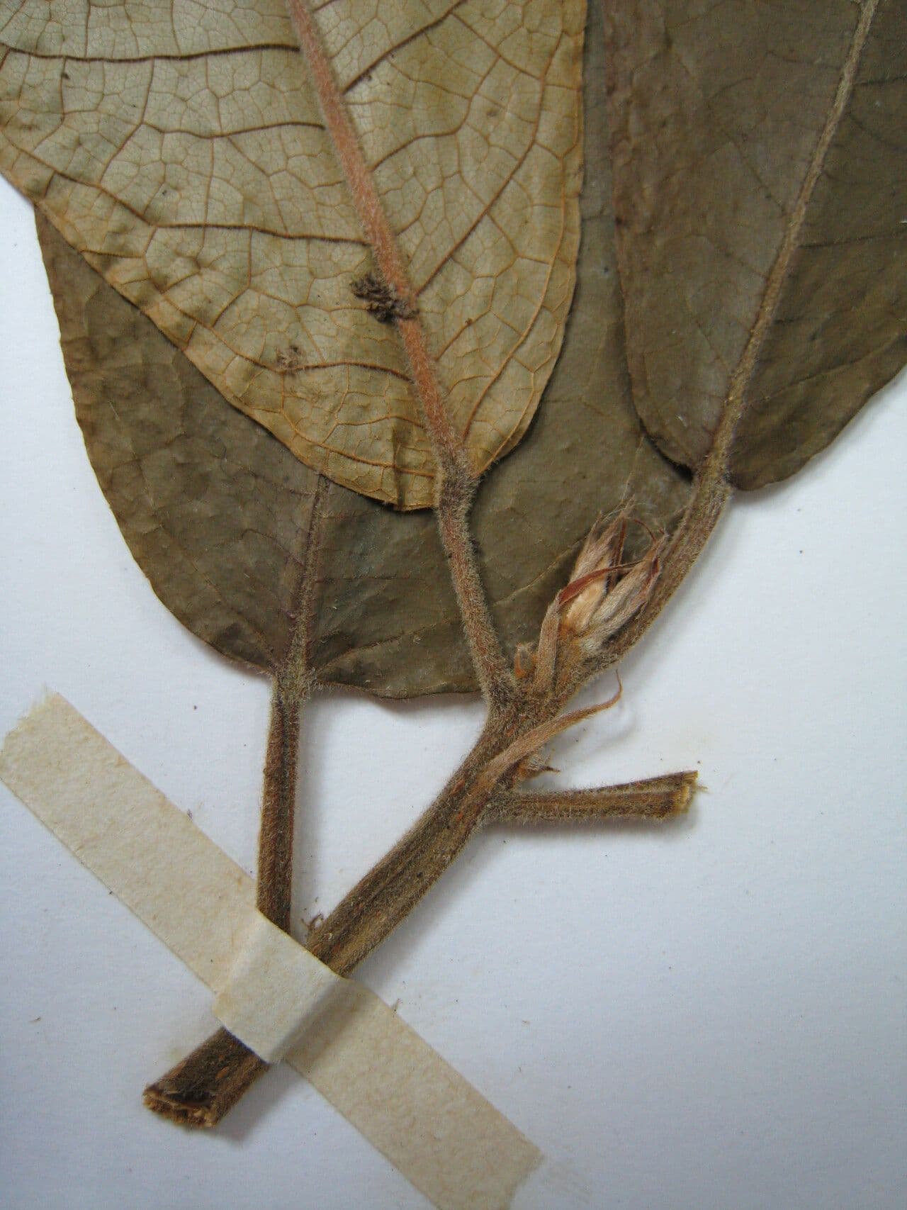 Carpotroche 3
