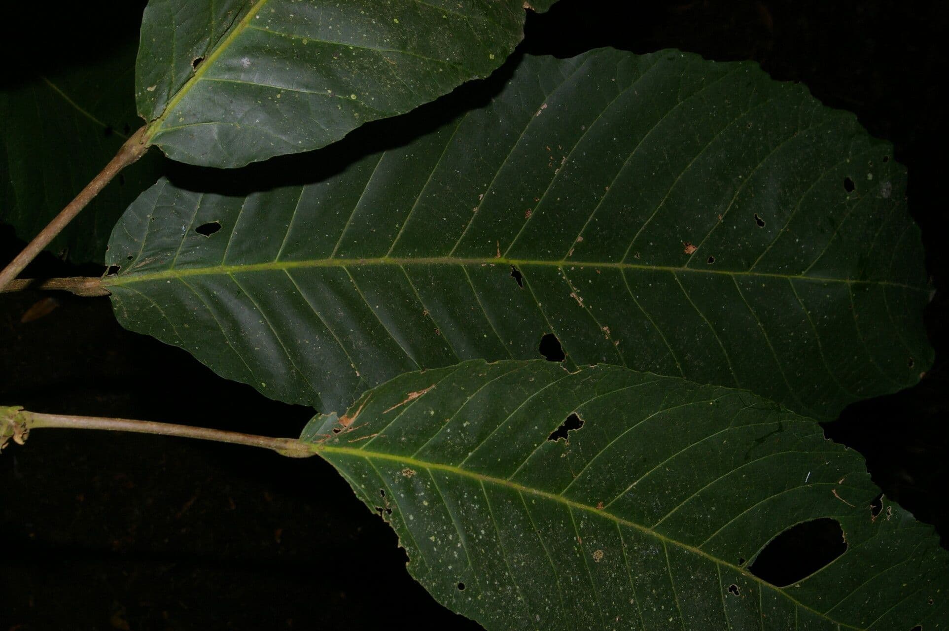 Sloanea 7