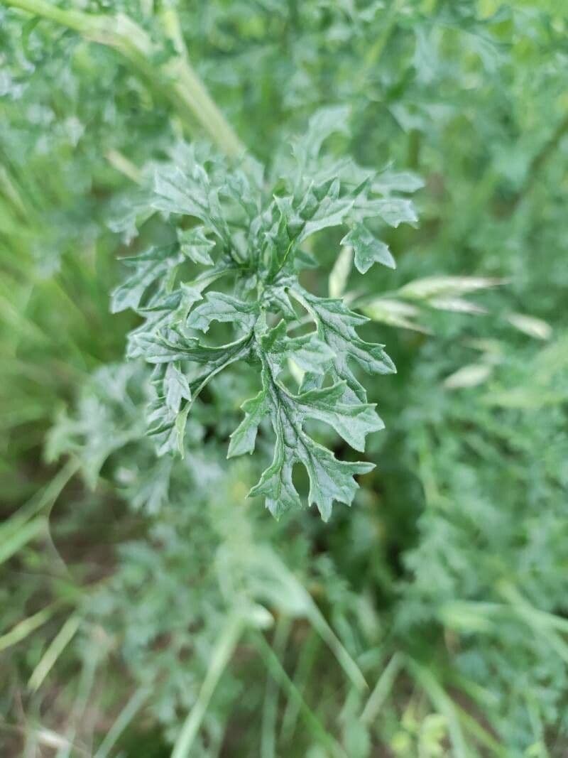 Sumpf-Greiskraut 9