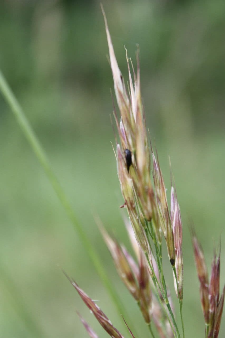 Festuca occitana