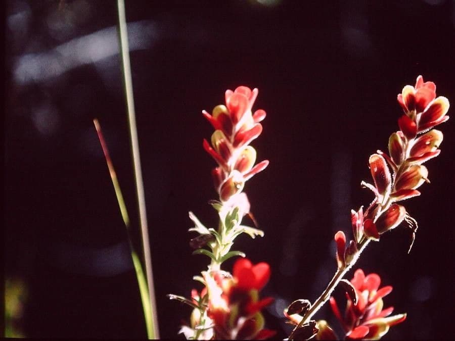 Castilleja