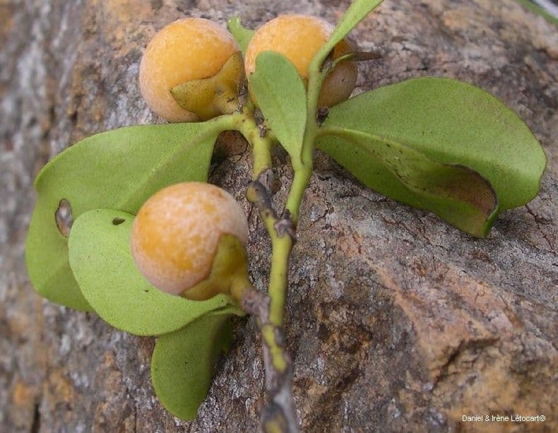 Diospyros 4