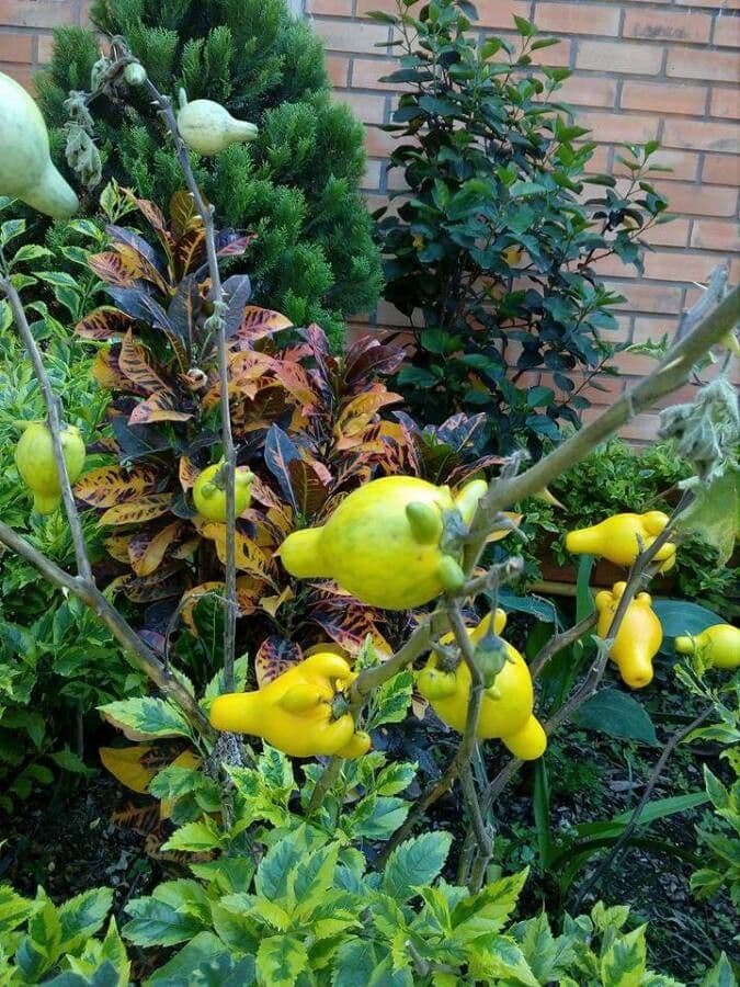 Solanum mammosum 2