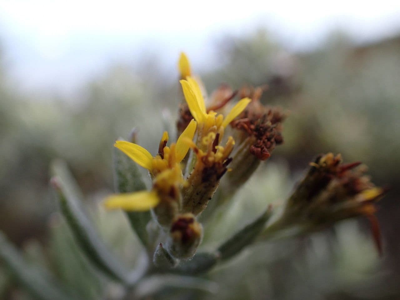 Hubertia 6