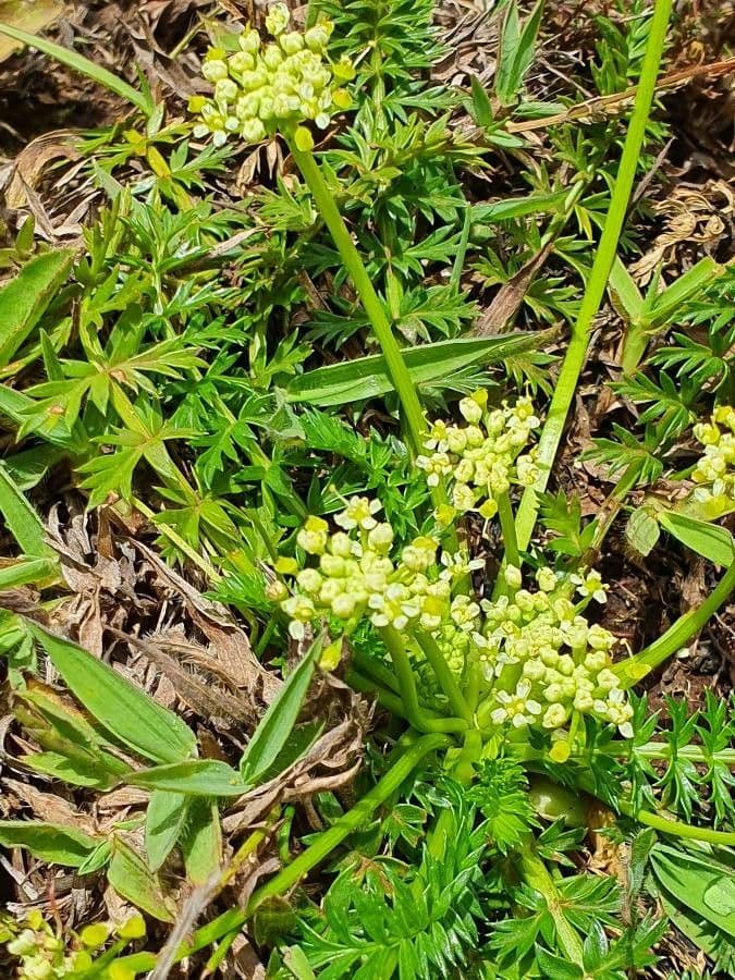 Haplosciadium abyssinicum 3